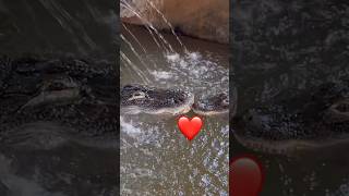 Alligators Caught Kissing On Camera 🐊😘shorts alligator [upl. by Roee]