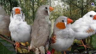 Zebra finch singing  Birds sounds [upl. by Westleigh]