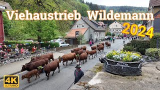 Viehaustrieb Wildemann 2024 [upl. by Azne]