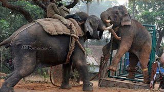 പാപ്പാനെ കൊല്ലാൻ വന്ന കാട്ടാനയ്ക്ക് മുട്ടൻ ഇടി കൊടുത്ത കലീം എന്ന കുങ്കിയാന  Kalim elephant kumki [upl. by Moses869]