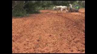 Dry Land Farming in India  Part  1 [upl. by Nosnev]