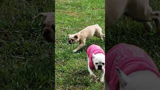 4 french bulldogs playing frenchbulldog [upl. by Nevarc14]