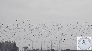 Sandpipers flocking at the Port [upl. by Sadonia]