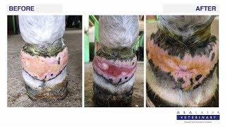 Fury a horse with keloid [upl. by Daniella]