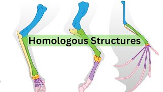 Homologous Structures [upl. by Odlonyer952]