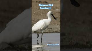 A Haven For Birdwatchers short bhigwanbirdsanctuary wildlifephotography birds wildlife [upl. by Nolly]