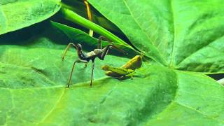 Wheel bug assassin bug vs grasshopper [upl. by Elyssa486]