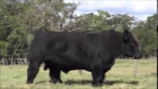 MaineChianina bulls for sale in Texas [upl. by Safire]