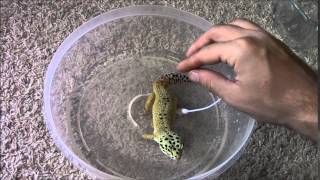 1st Time Giving My Leopard Gecko a Bath [upl. by Bilow]