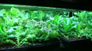 DIY Vermicomposting with HydroponicsVermiponics [upl. by Nadnal]