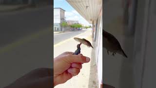 hummingbird visiting a shop for shopping 🥰hummingbird shorts trending nature music feedshorts [upl. by Idnal697]