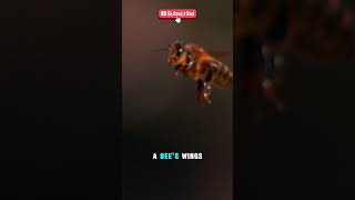 The Secret Life of Bees 🐝  bee nature sciencescopes [upl. by Timrek]