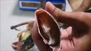 Mud Crab Moulting Failure and Meat Fullness [upl. by Assiram]