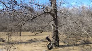 Massive tree climb on the rigid seat Freedom Pro Hunting Saddle Demonstration climb [upl. by Seagraves7]