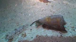 Cone snail tag with fish [upl. by Yliah]