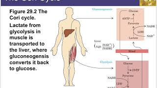 Chapter 29 Lecture  Biosynthetic Pathways [upl. by Refiffej]