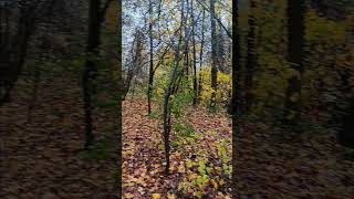 Herbstliche Farbenpracht im Regen im Ratinger Wald short shorts Ratingen [upl. by Meade]