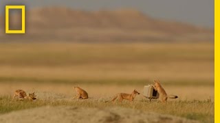 Playful Elusive Foxes Took Years to Capture on Camera  National Geographic [upl. by Staci]