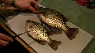 How to Fillet a Crappie Bonus How to Tell the Difference Between a White and Black Crappie [upl. by Lynette]