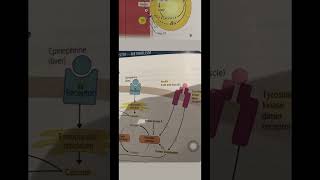 Glycogen and fatty acid neetpgpreperation neetpg inicet firstaidusmle biochemistry [upl. by Selokcin]