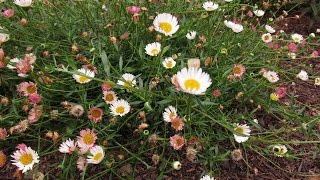 Shearing Plants to Encourage Flowers or Foliage by The Gardening TutorMary Frost [upl. by Salis]