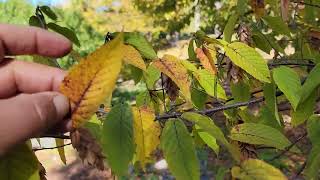 Hophornbeam Ostrya virginiana [upl. by Christine857]