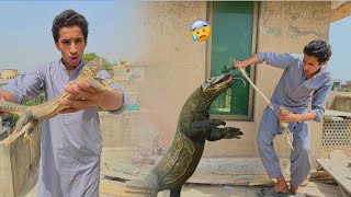 Aakhir Kar Big Lizard Ka Bacha Or Anday HAth Lag Gaye🥱 [upl. by Sayer]