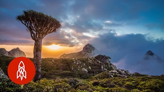 The Alien Beauty of Socotra Island [upl. by Noedig]