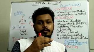 Western Blotting  Principle and Procedure  western blotting technique step by step [upl. by Nasus]