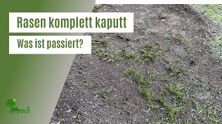 😱 Mein Rasen ist komplett kaputt  Was ist passiert  Rasenpflege im Herbst amp Winter [upl. by Shira]