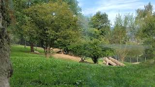 Wölfe Tierpark Zoo Herberstein [upl. by Luane]