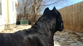 Cane Corso protecting his owner [upl. by Eirrab]