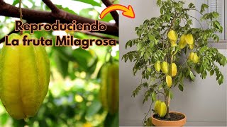 Descubre la Magia de la Carambola Cómo Reproducir y Disfrutar esta exótica Fruta en Casa [upl. by Macomber837]