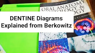 Dentine Diagrams Explained from Berkowitz [upl. by Senn]