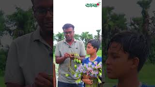 ছোটবেলায় এভাবে শাপলা ঢ্যাপ খেয়েছেন কখনো nature waterlily flowers [upl. by Bartholomeus]