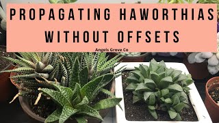 The Secret to Propagating Haworthia Succulents Fast No Offsets Needed  Angels Grove Co [upl. by Asenej999]