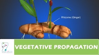 VEGETATIVE PROPAGATION [upl. by Nodnarbal187]