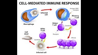 Microbiology of Cell Mediated Immunity [upl. by Nnawaj]