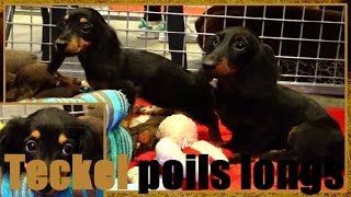 Teckel poil long  Canis lupus familiaris  Paris Animal Show 2016  03022016 [upl. by Jacobo]