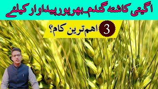 Key Practices for EarlySown Wheat Success  اگیتی کاشتہ گندم۔بھرپور پیداوار کیلئے  3 اہم ترین کام [upl. by Gerdy404]