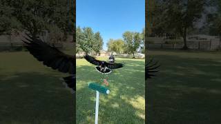 🦅 What is a “Creance” in falconry [upl. by Trin352]