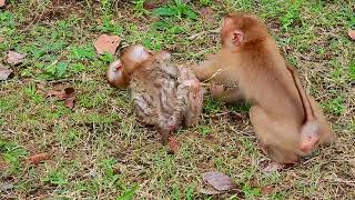 CRY BREAKING HEART ABANDONED MONKEY GOT VERY BAD LESSON FROM MEMBER IN TEAM AB WILDLIFE [upl. by Ail840]