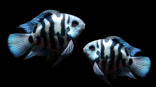 3 Minutes Cichlid Fish Breeding  Blue Parrot Fish Breeding [upl. by Attayek]