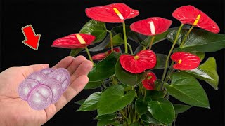 Put A Little At The Base Of A Weak Anthurium And It Will Bloom Immediately [upl. by Pesek563]