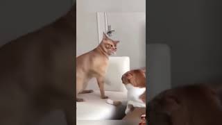 Funny cats P81 comedycenterpets funny cuteanimals animals viralvideo shorts [upl. by Lemkul333]