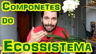 ECOSSISTEMA Componentes BióticosAbióticos e Funcionamento Geral [upl. by Dix]