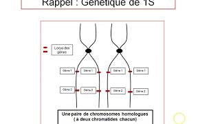 TS Rappel  Les notions de génétique de 1S [upl. by Lleinad]