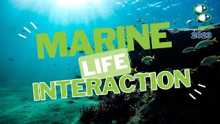 2023 SeaPerch International Challenge  Marine Life Interaction  RoboNation [upl. by Lorusso751]