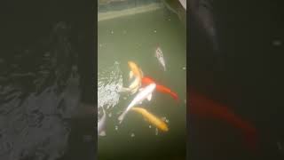 koi carp in malayalam how koi fish breed are koi fish aggressive koi fish food tamil [upl. by Aissela]