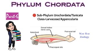 Part6 LarvaceaAppencularia explanationOrderCopelata Classification of UrochordataTunicata [upl. by Latif789]